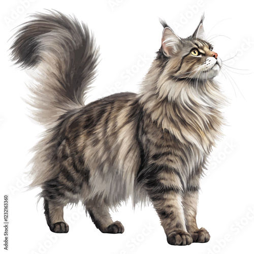  Maine Coon with a fluffy tail and large physique, standing full body on a white background, majestic and powerful cat breed