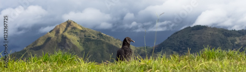 Colombian Andean black vulture in the wild. Andes Mountains. Tierradentro, Inza, Cauca, Colombia. photo