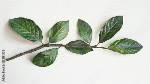 The branches and young leaves of the guava tree are green, isolated on white background