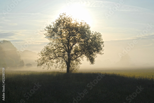 Landschaft,  Morgenstimmung, Pullinger Moos photo