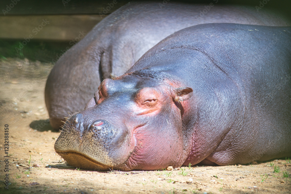 Large hippo asleep and resting in a zoo Large hippo asleep and resting in a zoo