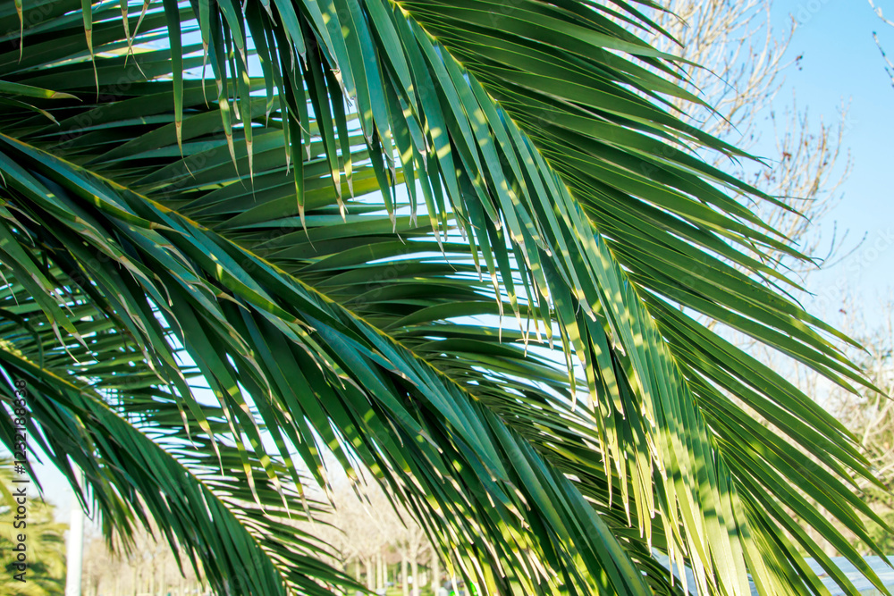 Fototapeta premium palm tree branches