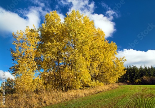 forest grove of Populus tremula, called as common aspen