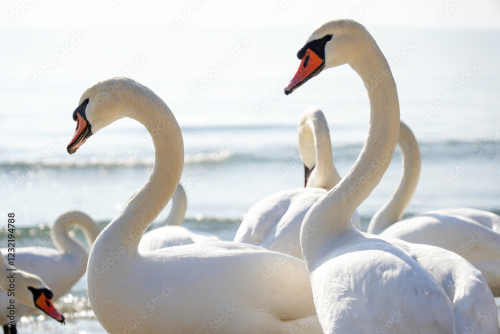 Obraz premium Many swans (Cygnus olor) swimming in the Black Sea. Attraction on the city beach. Beautiful picture for background.