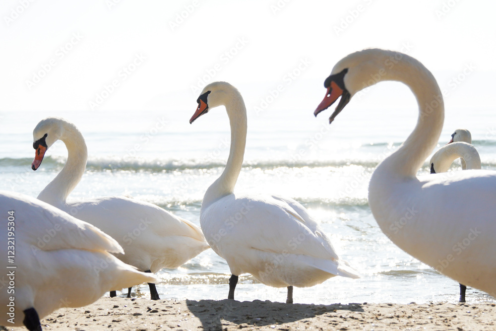 Many swans (Cygnus olor) swimming in the Black Sea. Attraction on the city beach. Beautiful picture for background. Many swans (Cygnus olor) swimming in the Black Sea. Attraction on the city beach. Beautiful picture for background.