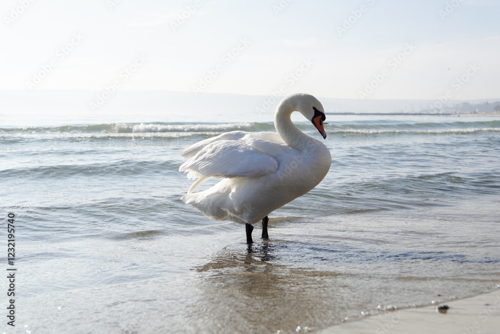A mute swan (Cygnus olor) on the beach in the city spreads its wings. Black Sea. In focus. Beautiful image for background. A mute swan (Cygnus olor) on the beach in the city spreads its wings. Black Sea. In focus. Beautiful image for background.