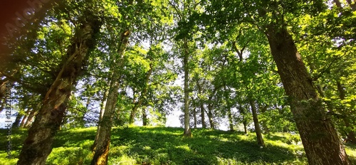 A view of a native Oak woodland in summer