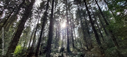 sunlight shining through a commercial conifer woodland