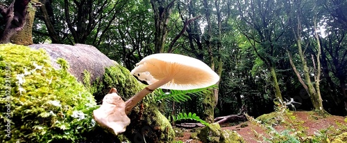 Picture of a woodland mushroom in the sun
