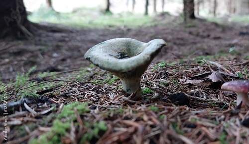 blue-green woodland mushroom