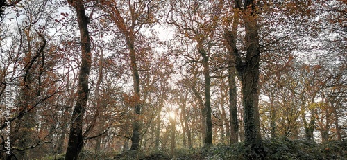 Native Oak woodland in winter