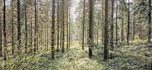 Sunlight through a conifer forest
