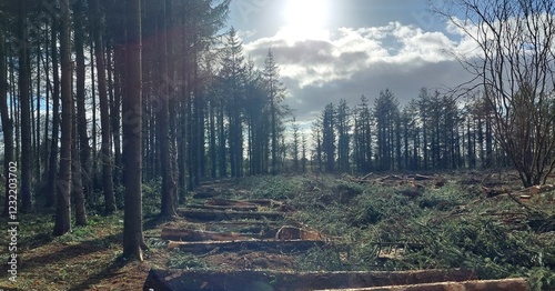 Ongoing forest harvest