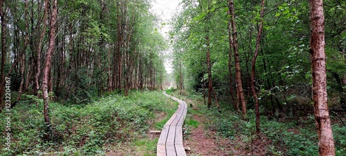 Wooden walkway through a woodland