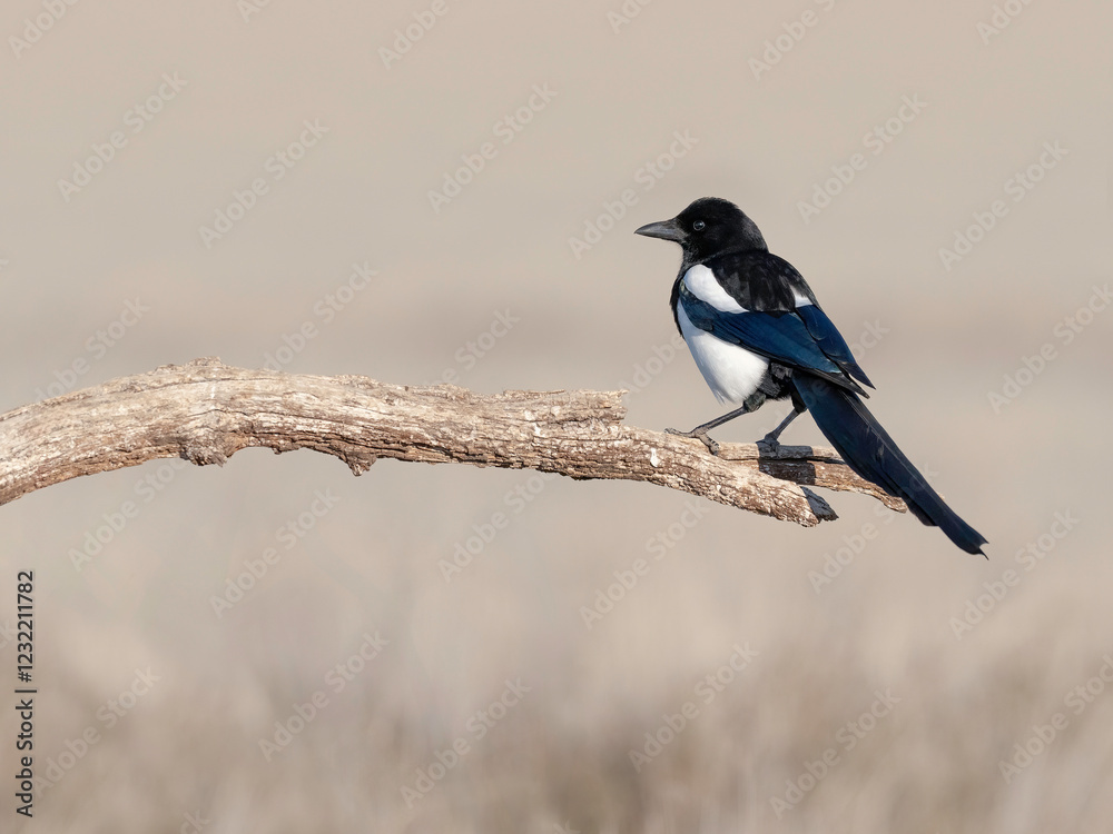 Obraz premium Perched Magpie