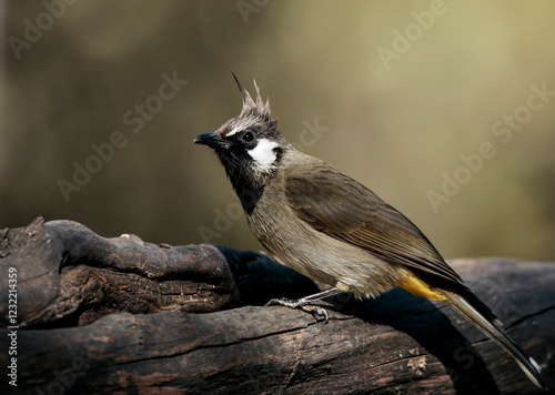 A Himalayan bulbul perched on a branch