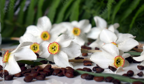 Daffodils bloom from March to June. The flower consists of six white petals. Coffee is on the table
