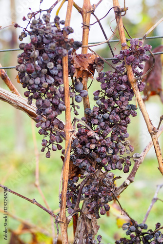 Climate change in the Mediterranean - Grapes dry up under on the vine due to record heat temperatures during summer
