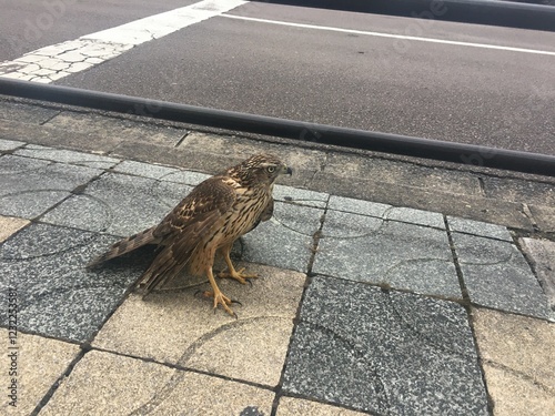 A steeplejack comes down to the road with injuries.