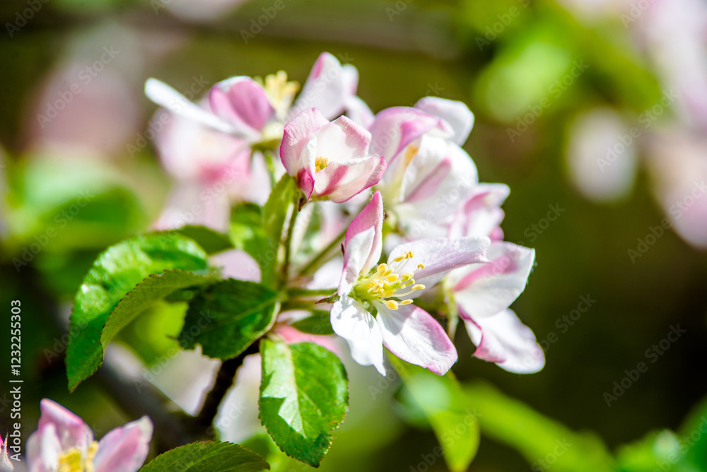 appletree blossom branch in the garden in spring
appletree blossom branch in the garden in spring