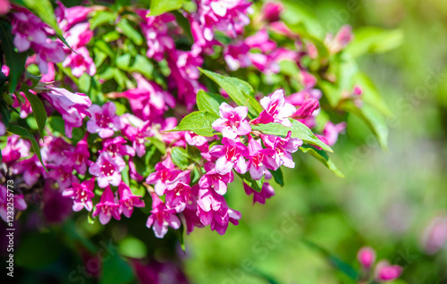Wallpaper Mural pink weigela blooms in the Botanical garden  Torontodigital.ca