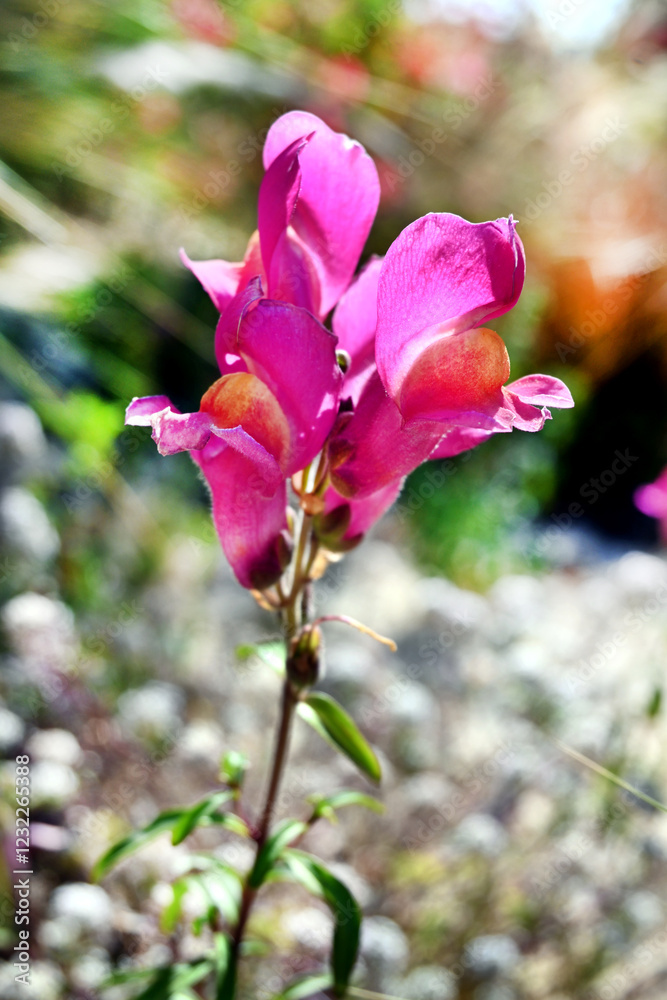 Fototapeta premium FLORES MULTICOLORES JARDÍN DEL MAR PRIMAVERA VERANO 