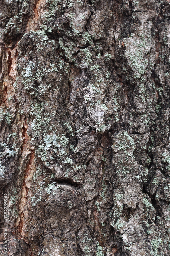 bark of a tree bark of a tree