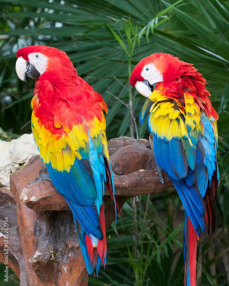 Obraz premium Colorful Parrots perched on branch