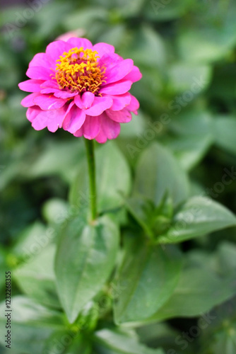 ZINIA MARAVILLOSA COLOR FUCSIA PISTILOS AMARILLOS HOJAS VERDES JARDÍN 