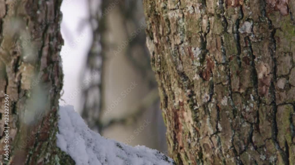 great spotted woodpecker on branch in winter (close up) great spotted woodpecker on branch in winter (close up)