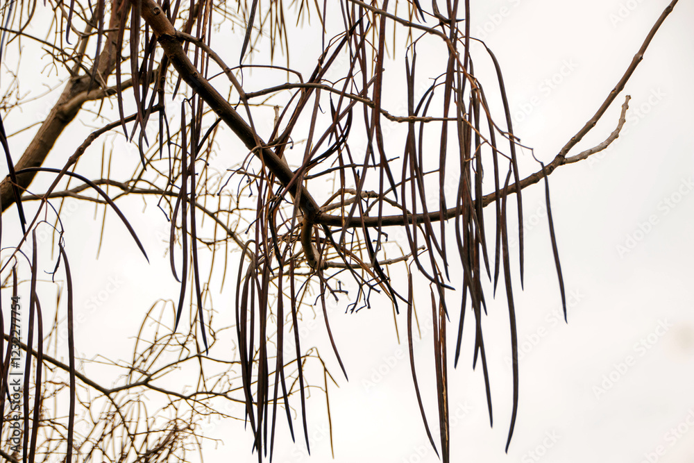 Fototapeta premium branches of a tree