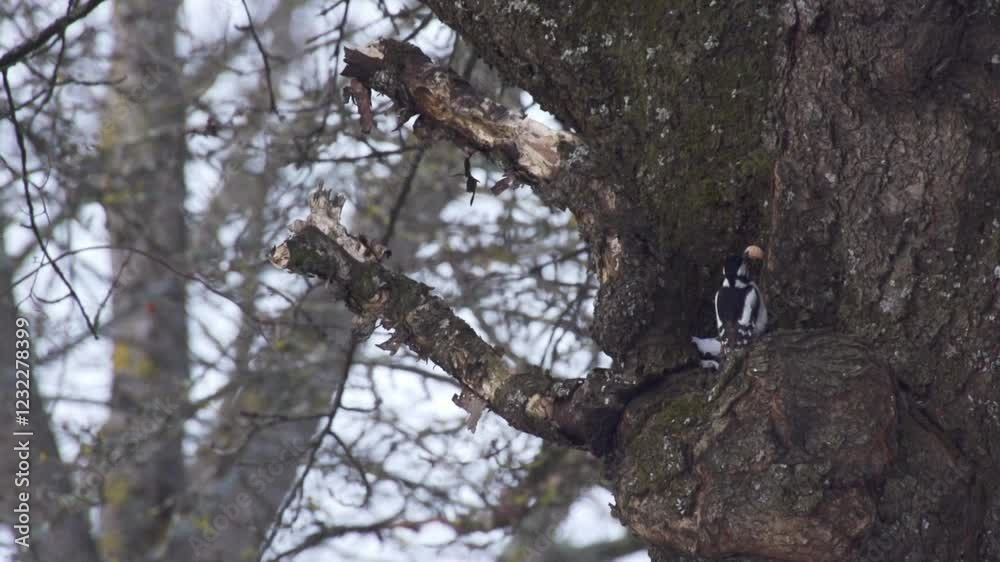 great spotted woodpecker with nut on a tree trunk great spotted woodpecker with nut on a tree trunk