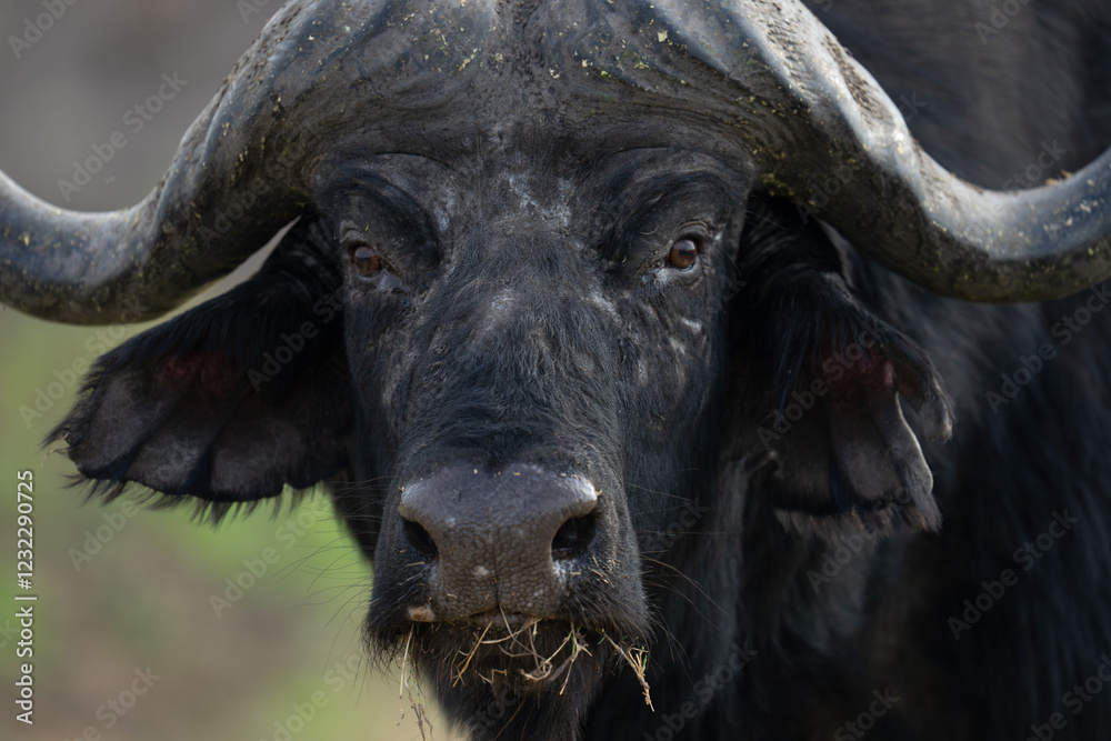 Naklejka premium Close-up of Cape buffalo looking toward camera