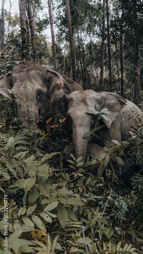 elefants in the woods photo