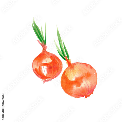 onion. onion, made in watercolor technique
