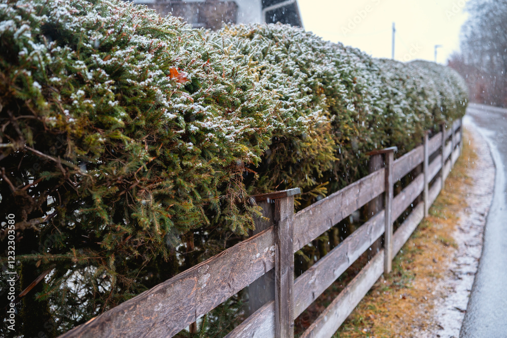 Obraz premium Winter landscape featuring a snow-covered hedge along a country road
