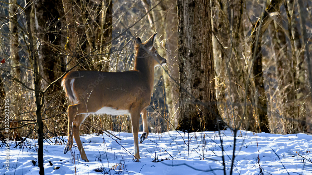 Fototapeta premium Deer, mostly Does, are looking for food this winter in Windsor in Upstate NY. Winters in NY are cold, snowy and fridged and make for the survival of the deer a lot harder. Survival during winter.