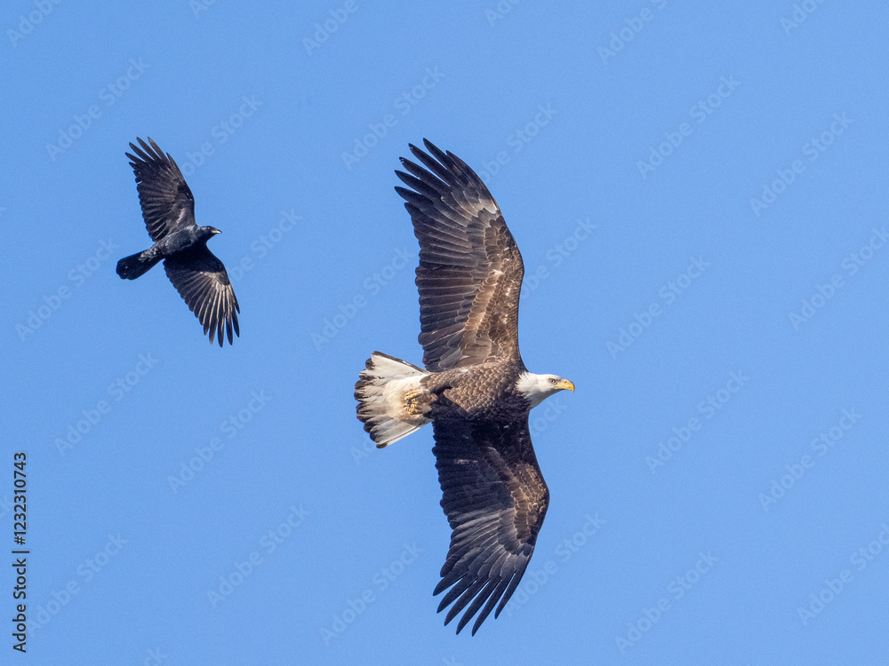 A immature Bale Eagle soaring with outstretched wings and being mobbed by a Fish Crow A immature Bale Eagle soaring with outstretched wings and being mobbed by a Fish Crow