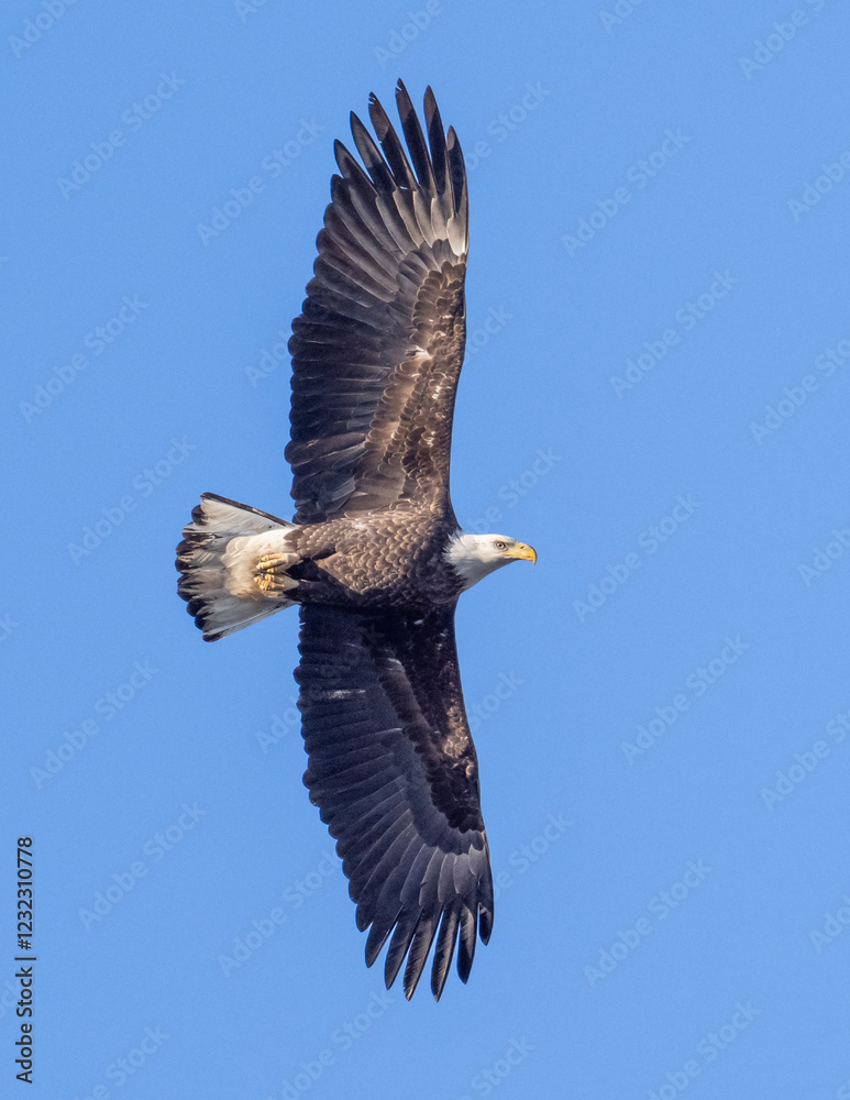 A immature Bale Eagle soaring with outstretched wings A immature Bale Eagle soaring with outstretched wings