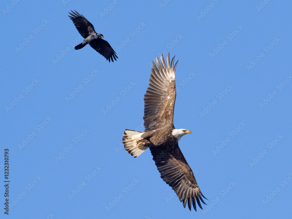 A immature Bale Eagle soaring with outstretched wings and being mobbed by a Fish Crow A immature Bale Eagle soaring with outstretched wings and being mobbed by a Fish Crow