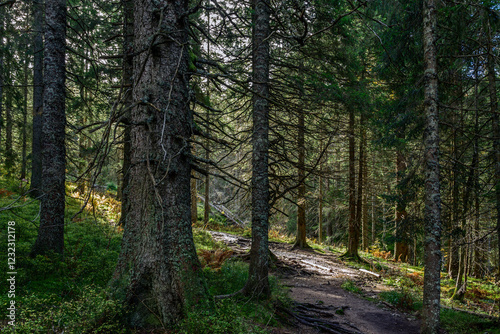 trail in the forest near Feldberg, Black Forest, Germany