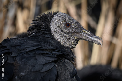 Ravenclaw condor in head detail.
 photo