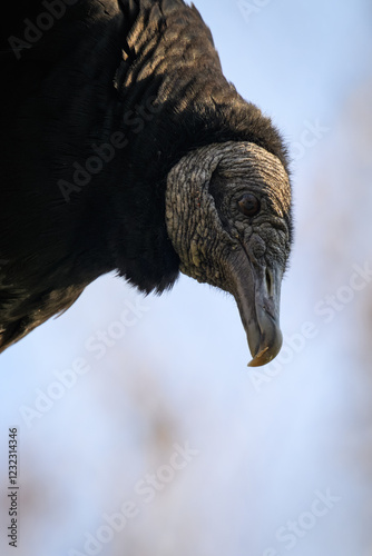 Ravenclaw condor in head detail.
 photo