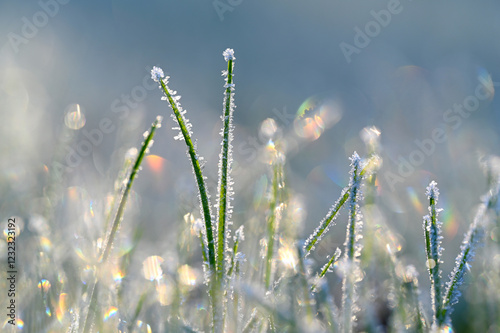 La magie du jardin d'hiver : gros plan sur de l'herbe gelée au petit matin photo