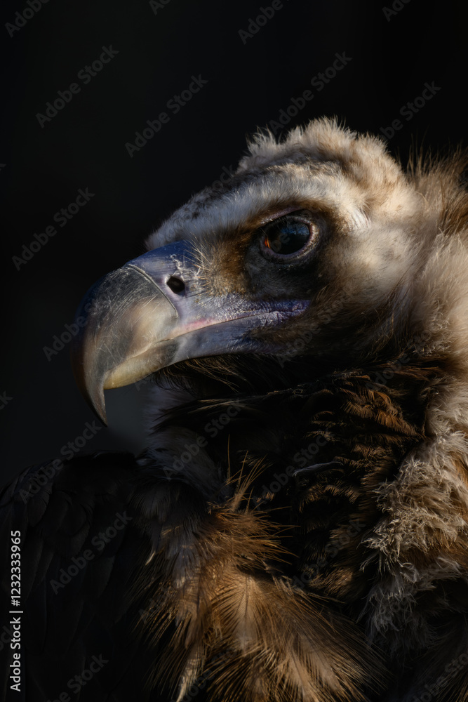 Brown vulture in head detail with black background.
