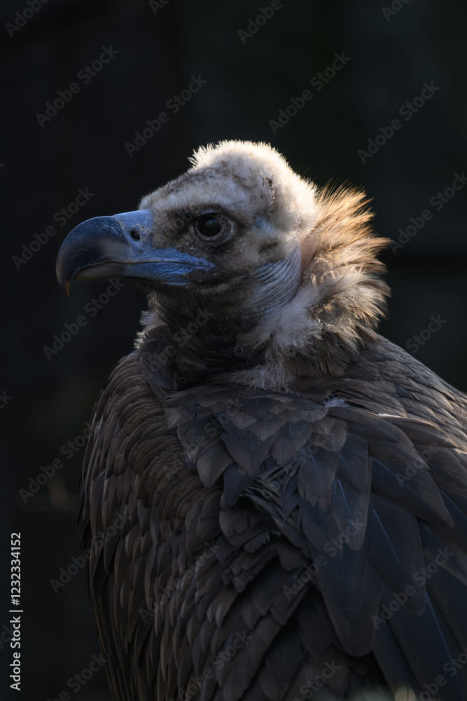 Brown vulture in head detail with black background.
Brown vulture in head detail with black background.