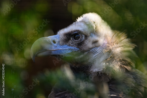 Brown vulture in close-up of the head behind green leaves.
 photo