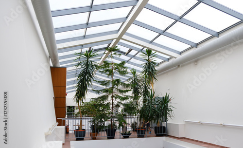 Large evergreen potted plants indoors under glass roof. Winter garden. Interior decor. Palm tree, yucca and araucaria. Second light. Tropical houseplants. Copy space photo