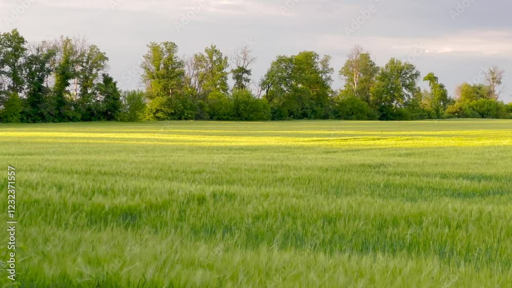 A lush green field sways gently in the breeze bathed in warm sunlight. The golden light highlights the rolling waves of grass, while a row of trees in the background adds depth to the peaceful scene. A lush green field sways gently in the breeze bathed in warm sunlight. The golden light highlights the rolling waves of grass, while a row of trees in the background adds depth to the peaceful scene.