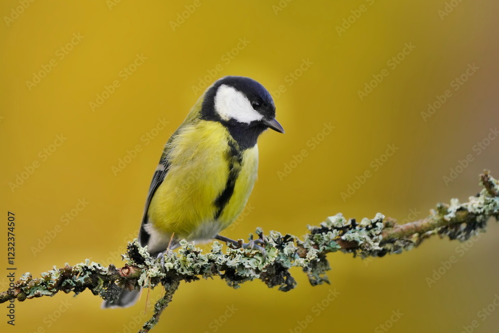 Obraz premium A cute great tit sits on a branch overgrown with lichen. Portrait of a colorful titmouse. Parus major